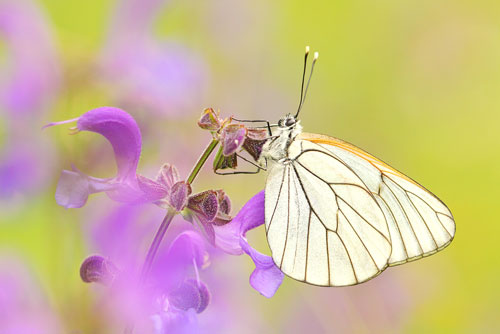 Groot geaderd witje | Aporia crataegi