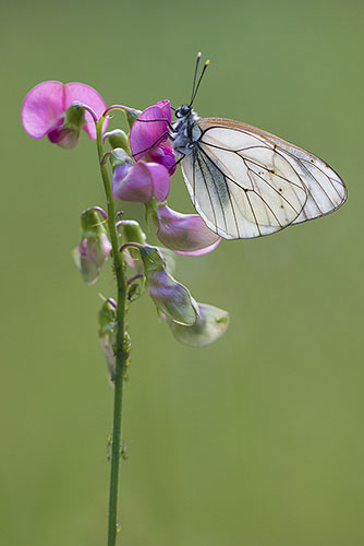 Groot geaderd witje | Aporia crataegi