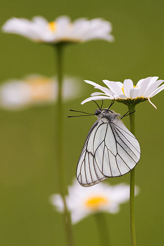 Groot geaderd witje | Aporia crataegi slapend aan Margriet.