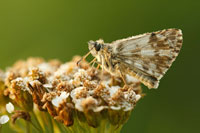 Groot spikkeldikkopje - Pyrgus alveus - Large grizzled skipper