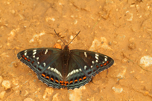 Grote ijsvogelvlinder | Limenitis populi