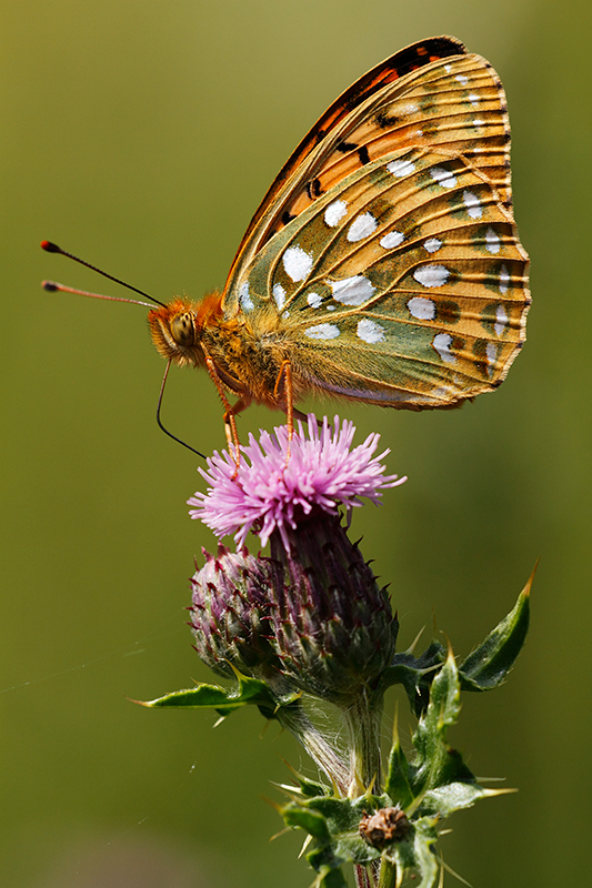 Grote parelmoervlinder | Argynnis aglaja