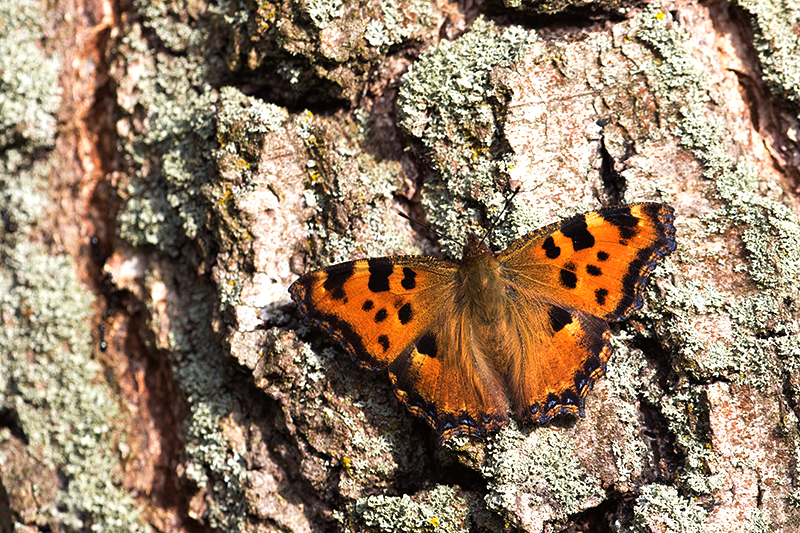 Grote vos | Nymphalis polychloros warmt zich op.