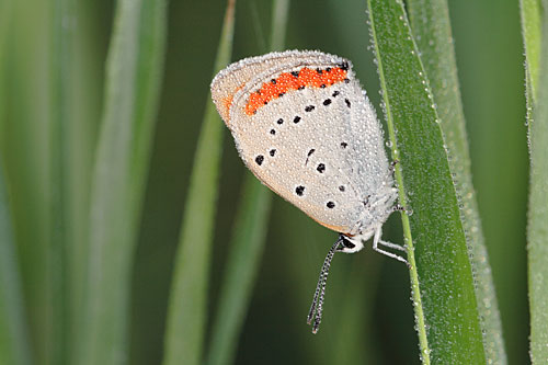 Zeldzame Grote vuurvlinder | Lycaena dispar batava in Nederland.