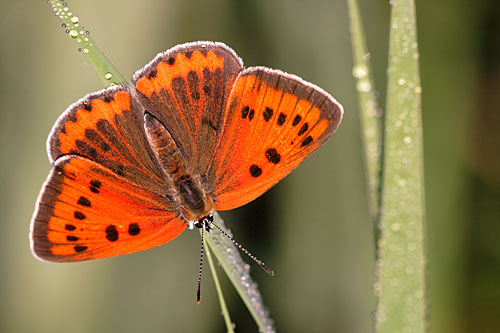 Zeldzame Grote vuurvlinder | Lycaena dispar batava in Nederland.