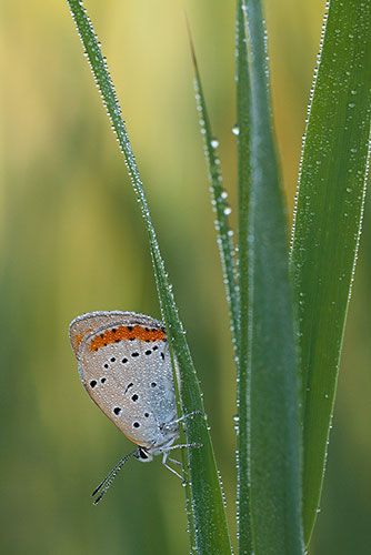 Zeldzame Grote vuurvlinder | Lycaena dispar batava in Nederland.