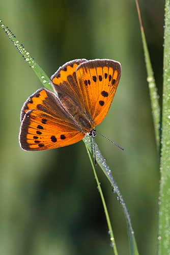 Zeldzame Grote vuurvlinder | Lycaena dispar batava in Nederland.