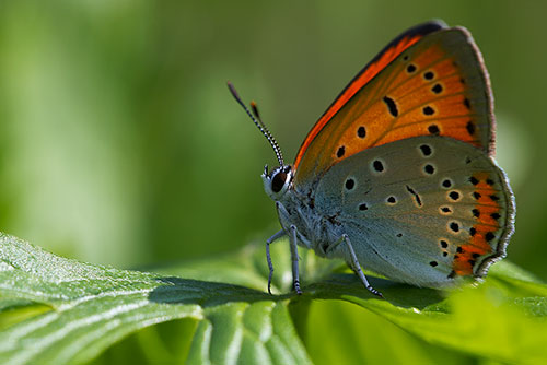 Zeldzame Grote vuurvlinder | Lycaena dispar batava in Nederland.