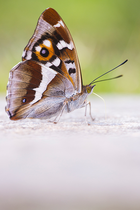 Close-up zeldzame Grote weerschijnvlinder.