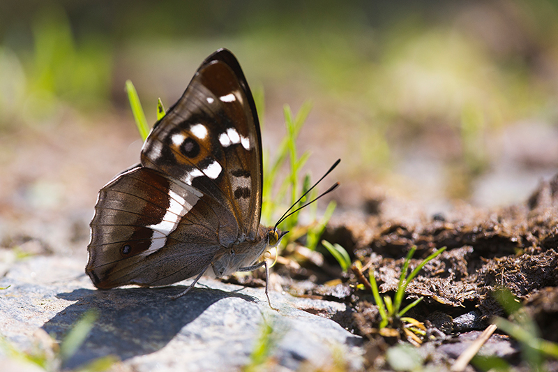 Grote weerschijnvlinder | Apatura iris