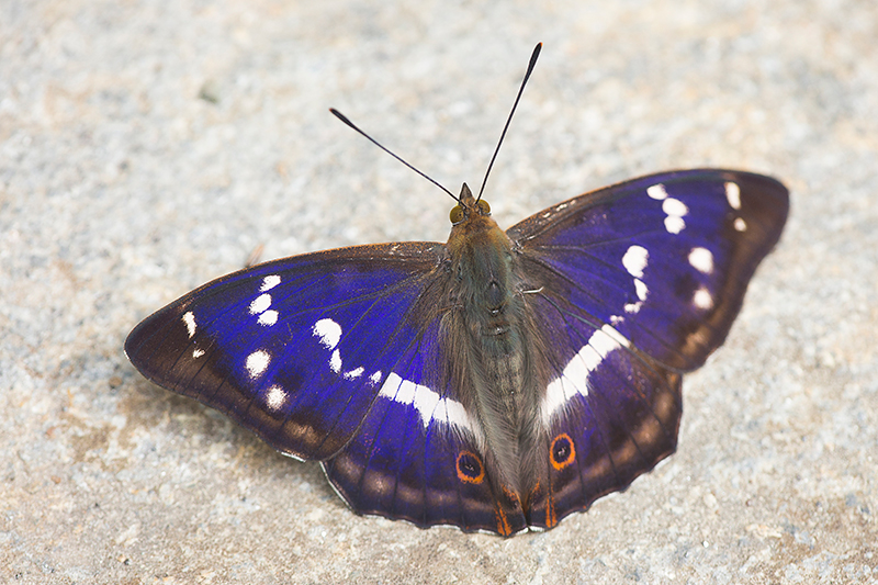 Grote weerschijnvlinder | Apatura iris