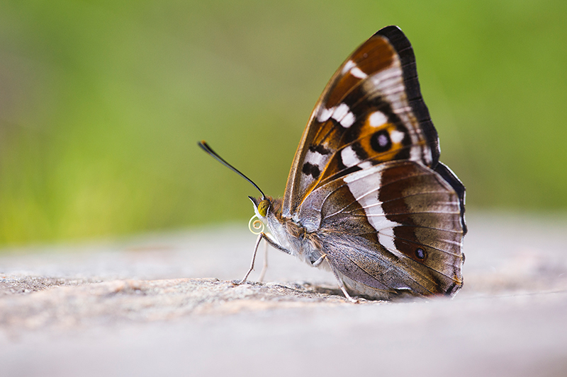 Grote weerschijnvlinder | Apatura iris