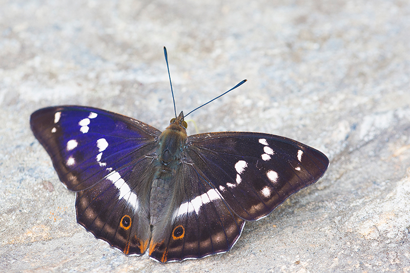 Grote weerschijnvlinder | Apatura iris