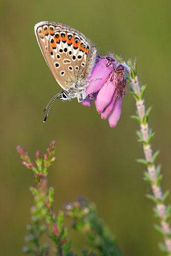 Heideblauwtje | Plebejus argus