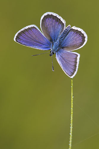 Heideblauwtje | Plebejus argus met open vleugels aan het opwarmen.