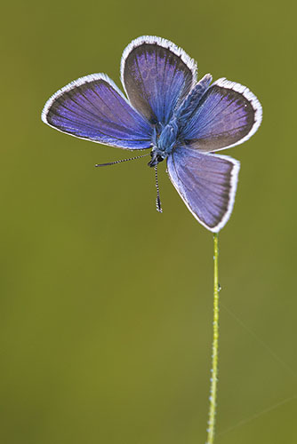 Heideblauwtje | Plebejus argus