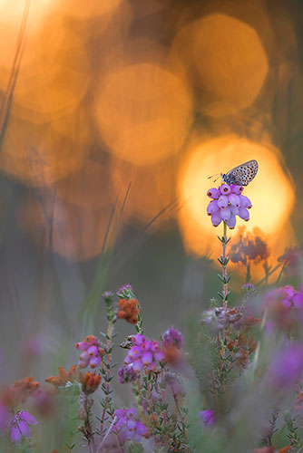 Heideblauwtje | Plebejus argus op Dopheide bij zonsondergang.