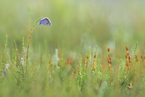 Vlinders fotograferen, Heideblauwtje | Plebejus argus