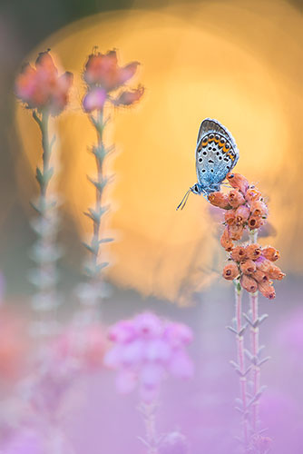 Heideblauwtje | Plebejus argus bij zonsondergang.