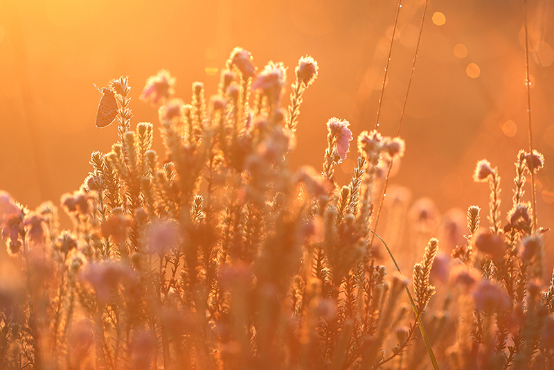 Heideblauwtje | Plebejus argus