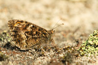 Heivlinder - Hipparchia semele