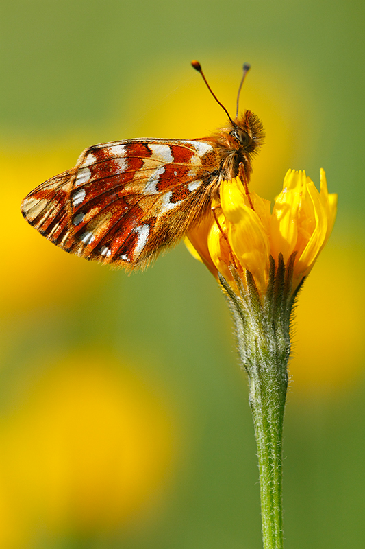 Herdersparelmoervlinder | Boloria pales tussen gele bloemen