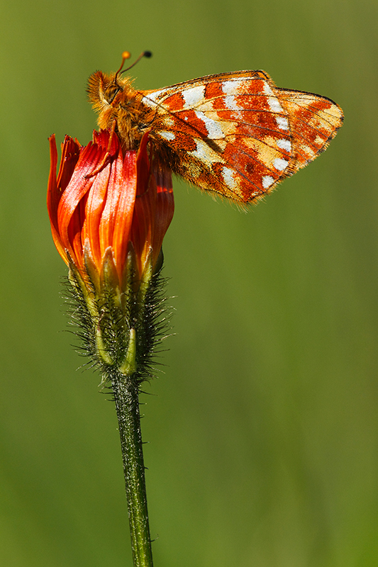 Herdersparelmoervlinder | Boloria pales