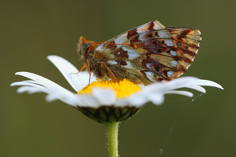 Herdersparelmoervlinder | Boloria pales