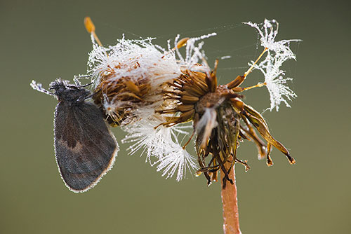 Hooibeestje | Coenonympha pamphilus