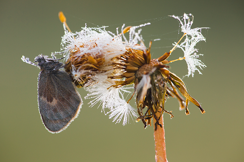 Hooibeestje | Coenonympha pamphilus