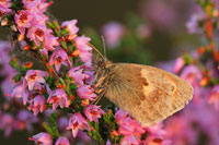 Hooibeestje - Coenonympha pamphilus