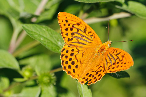 Keizersmantel | Argynnis paphia