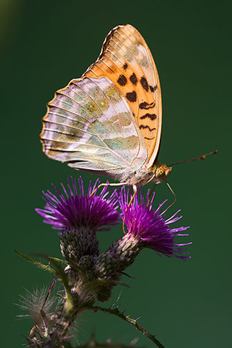 Keizersmantel | Argynnis paphia