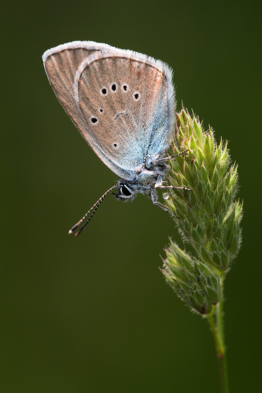 Klaverblauwtje | Polyommatus semiargus