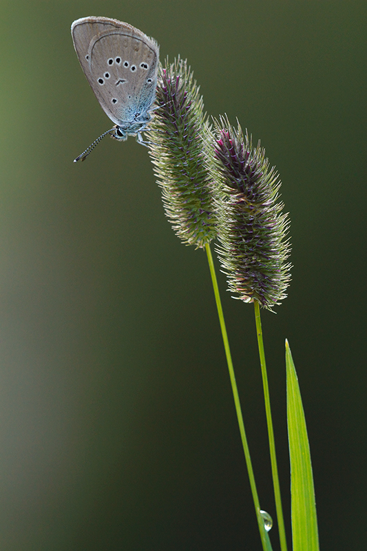 Klaverblauwtje | Polyommatus semiargus