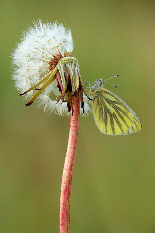 Klein geaderd witje | Pieris napi