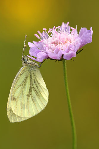 Klein geaderd witje | Pieris napi