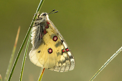 Kleine apollovlinder | Parnassius phoebus