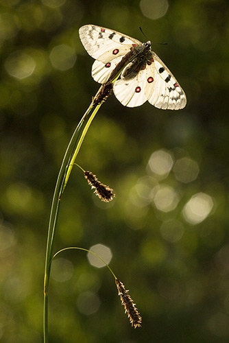 Kleine apollovlinder | Parnassius phoebus
