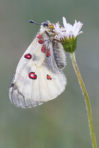 Kleine apollovlinder | Parnassius phoebus