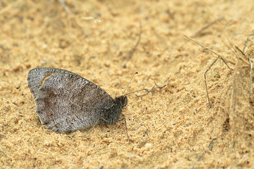 Nederlandse Kleine heivlinder | Hipparchia statilinus met uitsterven bedreigd.