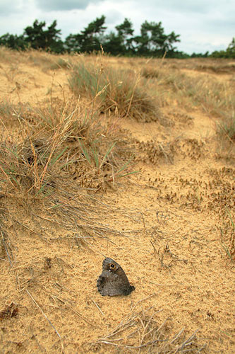 Nederlandse Kleine heivlinder | Hipparchia statilinus met uitsterven bedreigd.