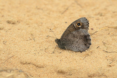 Nederlandse Kleine heivlinder | Hipparchia statilinus met uitsterven bedreigd.