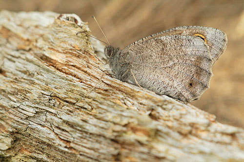 Nederlandse Kleine heivlinder | Hipparchia statilinus met uitsterven bedreigd.