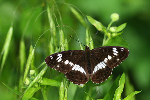 Kleine ijsvogelvlinder | Limenitis camilla