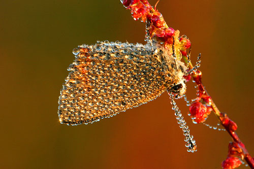 Kleine vuurvlinder | Lycaena phlaeas