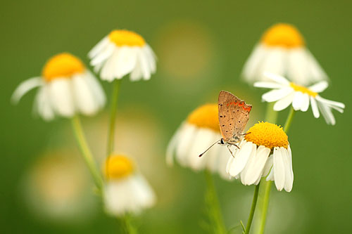 Kleine vuurvlinder | Lycaena phlaeas