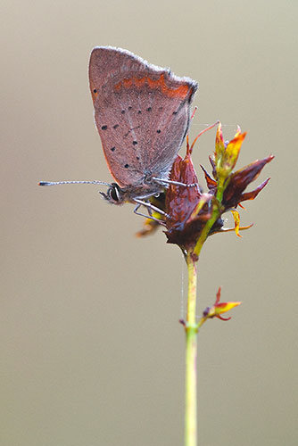 Kleine vuurvlinder | Lycaena phlaeas