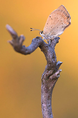 Kleine vuurvlinder | Lycaena phlaeas