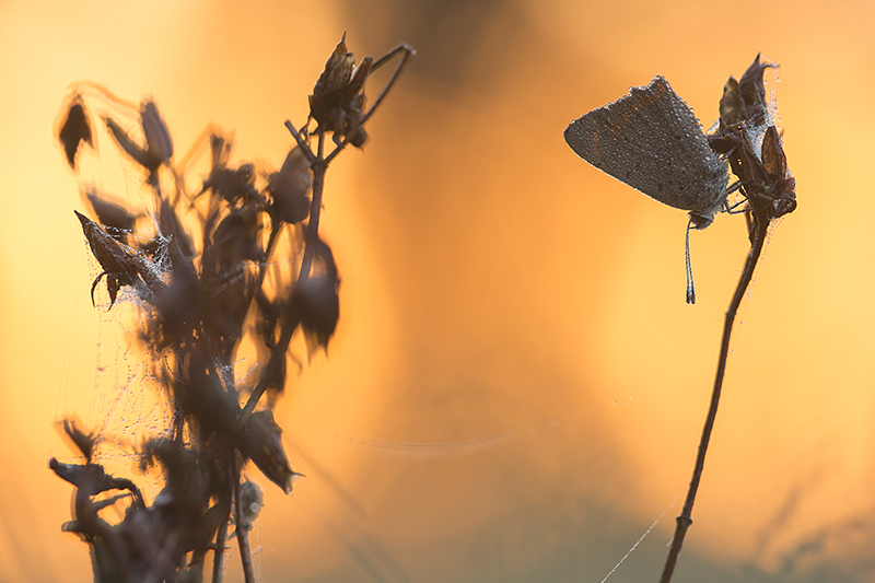 Kleine vuurvlinder | Lycaena phlaeas